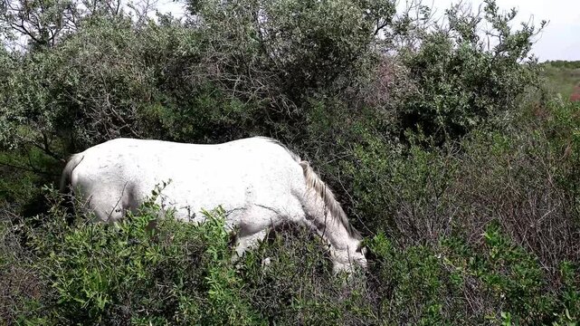 4K close-up shot of a white horse grazing among green shrubs in wild Tugai forest