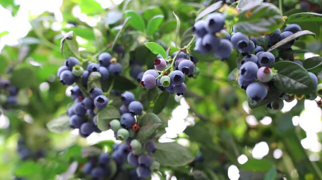 Blueberries are ripe. Clusters of ripe blueberries hang in the greenhouse. A bountiful blueberry harvest on the farm.