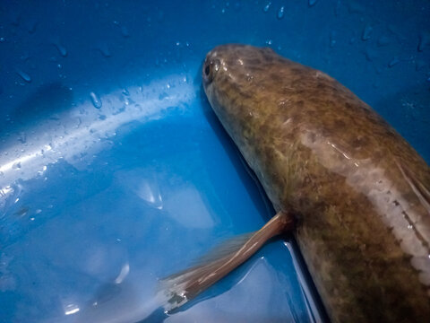 isolated picture of snakehead fish 