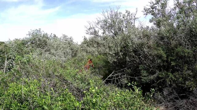 4K shot of a bay horse with a white blaze looking from the bushes and running away into the forest