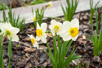 Fototapeta premium Narcissus tazetta flowers blooming in garden bed during early spring 