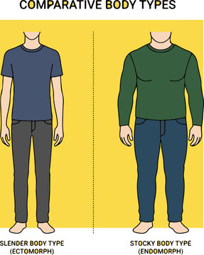 Comparative Illustration of Ectomorph and Endomorph Body Types.
