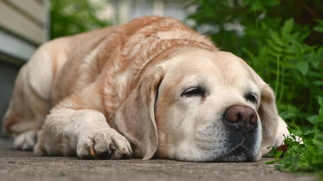 Yellow senior labrador dog resting on the ground outdoors, enjoying a peaceful nap in the fresh air during a warm day, representing concepts of relaxation, old age, and animal companionship