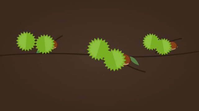 Chestnut Tree Opening Spiky Shells Animation Loop