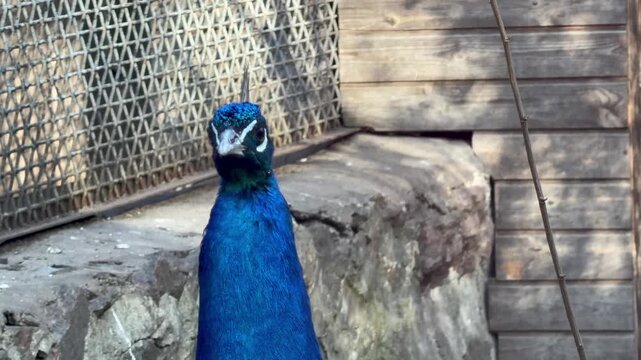 Extreme close up of male blue peacock head turning in zoo aviary, vibrant bird portrait
