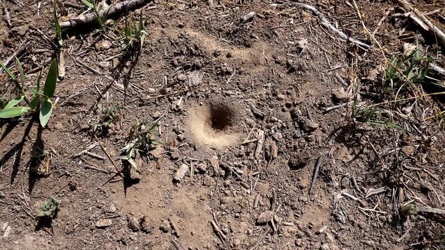 4K macro of an ant falling into an antlion sand trap and escaping