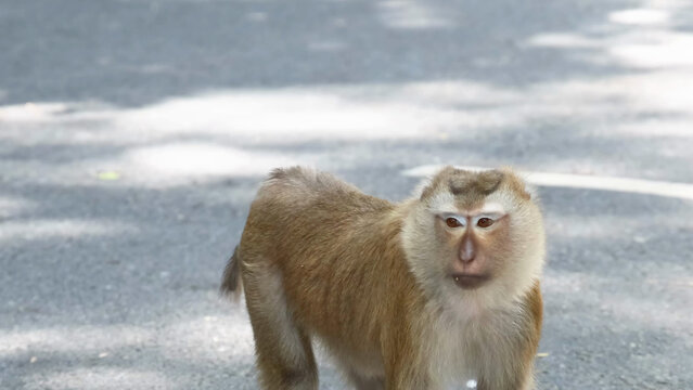 Macaque Monkey Standing on Sunlit Asphalt Road Looking to the Side