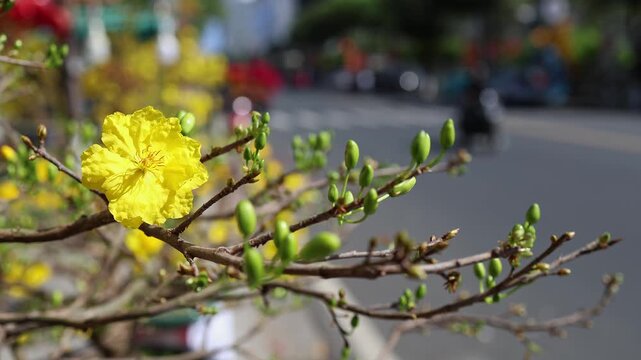 Blooming yellow Ochna integerrima apricot tree close up. Traditional Vietnamese Hoa Mai flower branches with golden blossoms at an outdoor street market before Tet holiday.