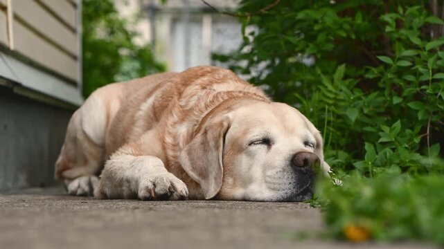 Yellow senior labrador dog resting on the ground outdoors, enjoying a peaceful nap in the fresh air during a warm day, representing concepts of relaxation, old age, and animal companionship