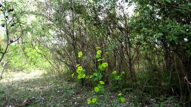4K shot of leafy spurge Euphorbia esula plant swaying in the wind