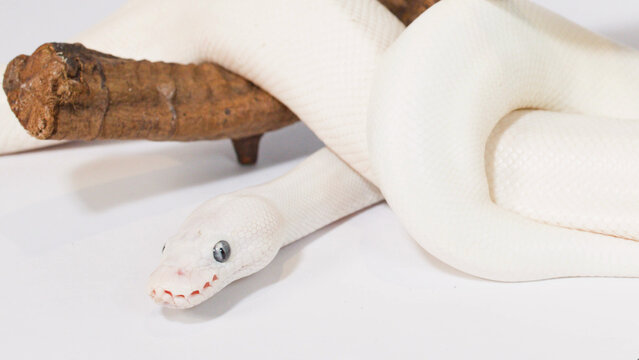 White Leucistic Snake Slithering Over a Wooden Branch on White Background