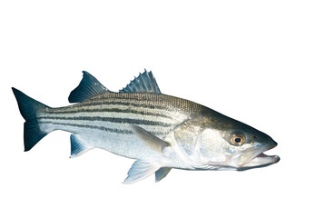 Obraz premium Striped bass fresh, USA fresh, fresh fish on a white background.