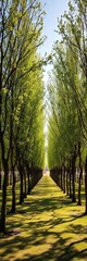 Fototapeta premium Cottonwood trees stand tall in neat rows, their branches stretching towards the sky, casting long shadows across the ground, arboriculture, nature