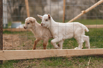 Fototapeta premium Two young goats walk closely together near a wooden fence on a grassy farm area, showing natural interaction and calm behavior in an outdoor lifestyle setting.
