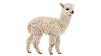 A cute fluffy young alpaca llama livestock animal standing side view profile looking forward isolated on transparent background © Olga