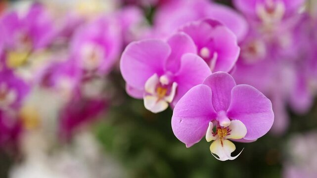Close-up of blooming pink phalaenopsis orchid flowers at a street market. Macro shot of beautiful elegant tropical blossom petals for Tet holiday decoration.