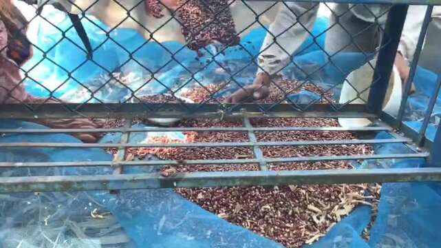 Sorting Nuts by Hand: Close-up shot of hands, some wearing blue gloves, sorting through a large pile of nuts on a metal grate.