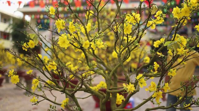 Blooming yellow Ochna integerrima apricot tree close up. Traditional Vietnamese Hoa Mai flower branches with golden blossoms at an outdoor school yard before Tet holiday.