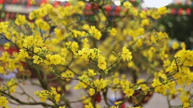 Blooming yellow Ochna integerrima apricot tree close up. Traditional Vietnamese Hoa Mai flower branches with golden blossoms at an outdoor school yard before Tet holiday.