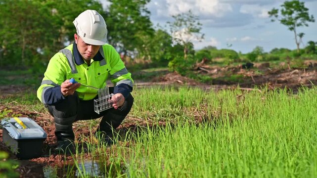 A specialist biologist is examining for contaminants mixed in the rice paddy water.