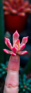 Finger with small succulent plant Pachyphytum compactum 'f cristata', leaves, roots