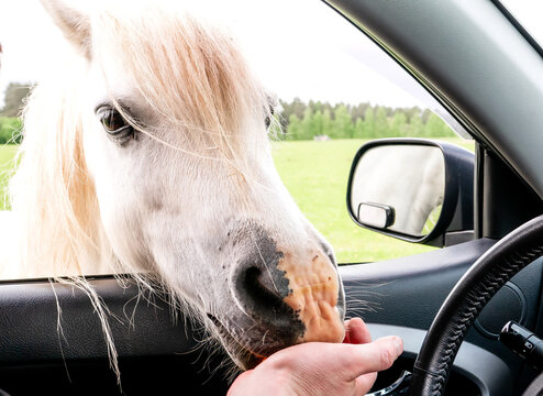 Close-up of a tourist hand feeding a fluffy Gypsy Vanner horse through an open car window at a safari park or wildlife reserve, domestic travel and adventure concept