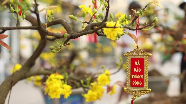 Traditional Vietnamese Tet decoration on a potted yellow apricot blossom tree. Close-up of a lucky red scroll with Ma Dao Thanh Cong wishing text for Lunar New Year success.
