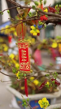 Traditional Vietnamese Tet holiday decoration on a potted Ochna integerrima apricot tree. Close-up of a lucky red scroll with Tan Tai Tan Loc wishing text for Lunar New Year.