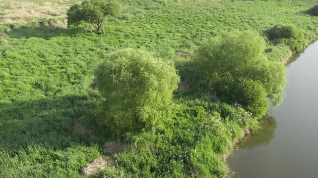 High Angle View of Fresh Green Trees Swaying in the Breeze by Geumgang River