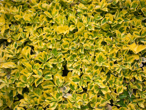 Golden euonymus shrub with yellow green variegated leaves growing in ornamental garden. Decorative evergreen plant used for landscaping and natural garden design.