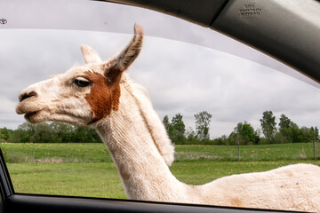 Fototapeta premium Curious white and brown llama standing by an open car window, unexpected close-up animal encounter during a safari park road trip adventure