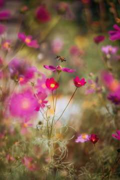 Bee Hovering over Cosmo Flower in Summertime