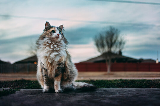 Fluffy Cat sitting on Sidewalk in Neighborhood