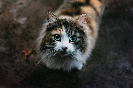 Grey and Brown Cat Looking Up at Camera