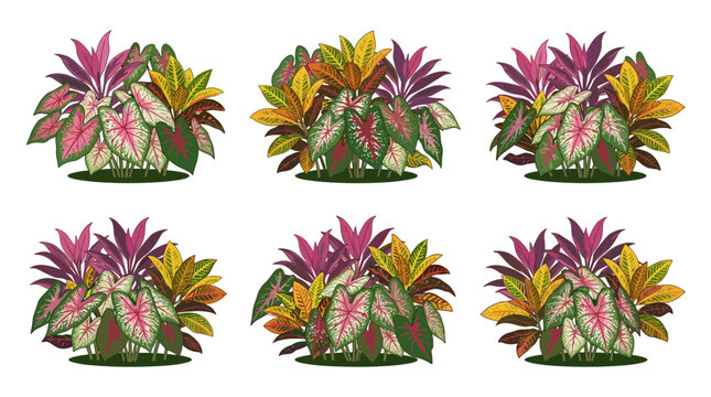 Vibrant tropical foliage arrangements featuring colorful caladium and croton plants on green grass, isolated on white background, decorative garden elements