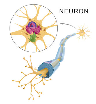Scheme of tipical anatomy neuron structure