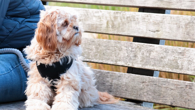 Small Fluffy Dog Sitting on a Wooden Park Bench Next to Owner