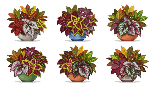 Collection of six potted houseplants with vibrant colorful foliage, decorative begonias and coleus plants in pots, indoor garden decor