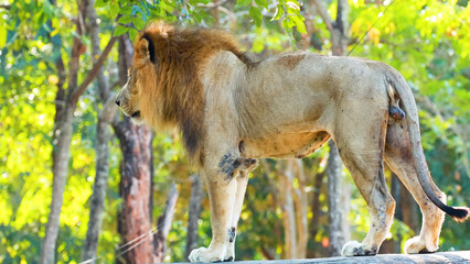 Fototapeta premium Majestic Male Lion Standing in Profile Against a Sunlit Green Forest