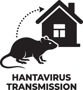 Hantavirus transmission medical infographic vector, black rat and house silhouette icon, rodent pest control and disease prevention concept