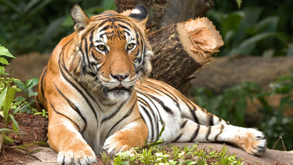 Obraz premium Alert Sumatran Tiger Lying Down in a Lush Jungle Environment