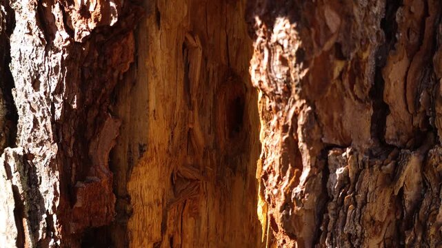 Pine Tree Trunk Showing Insect Damage from Bark Beetle Infestation