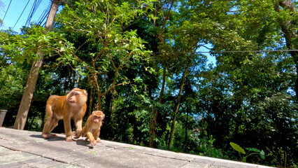 Fototapeta premium Two wild macaques walking along a sunlit jungle road in Phuket Thailand