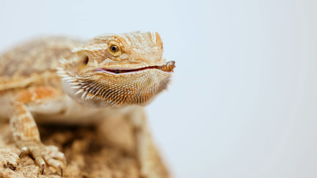 Close-Up of a Bearded Dragon Eating an Insect on a Log