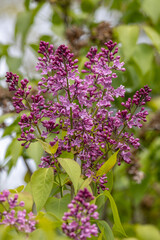 Obraz premium Full frame abstract texture background of flower blossoms and buds on a Persian lilac bush (syringa persica)