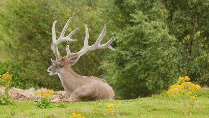 Fototapeta premium Red Deer Stag with Large Antlers Resting in a Scottish Meadow