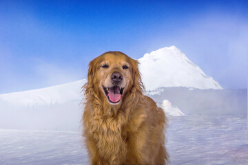 Obraz premium Golden retriever standing on snowy ground near Mount Hood, Oregon, USA — symbol of outdoor tourism and companionship. 