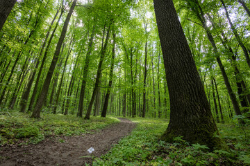 Obraz premium forest trees. nature green wood sunlight backgrounds.