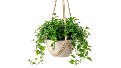 A beautiful green domestic houseplant vine growing inside a hanging clay pot flowerpot isolated on transparent background cut out  © zubr-png