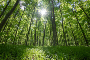 Fototapeta premium forest trees. nature green wood sunlight backgrounds.
